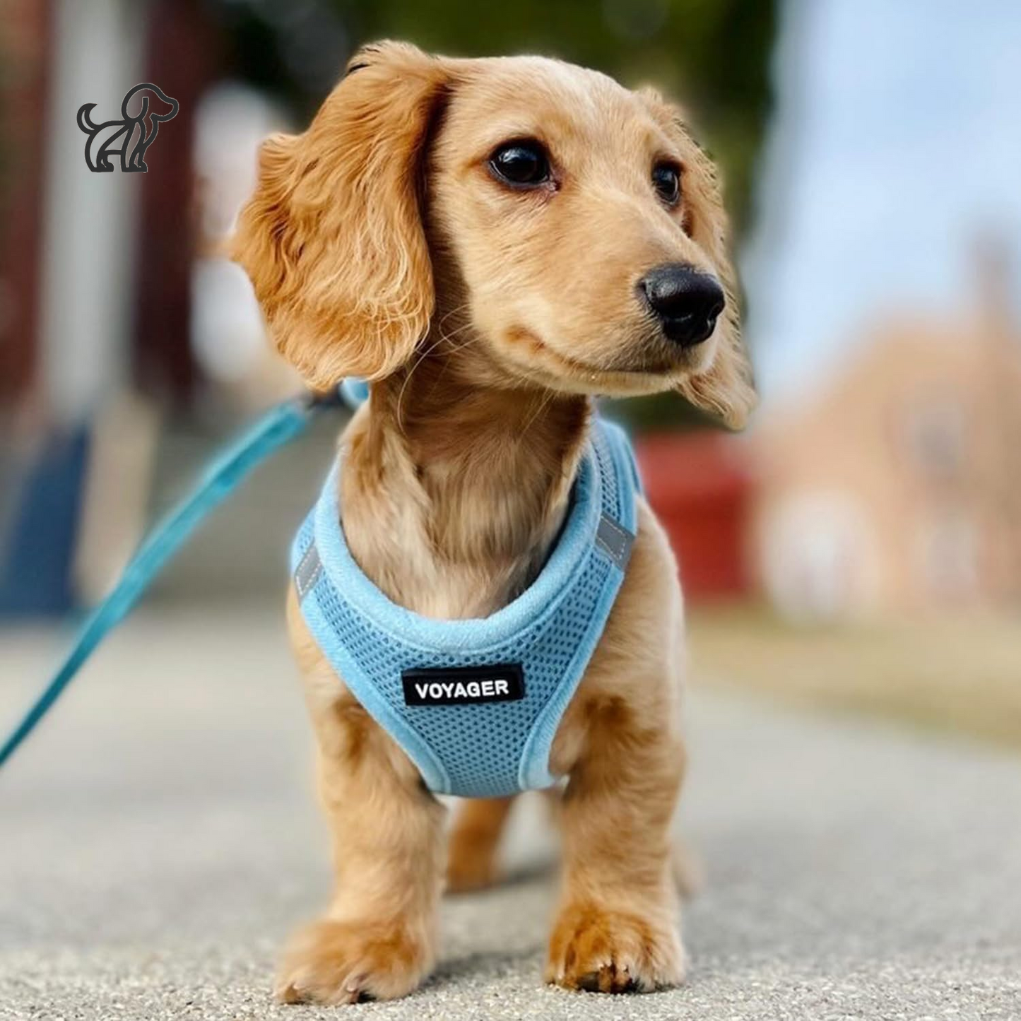 Voyager Step-In Air Dog Harness