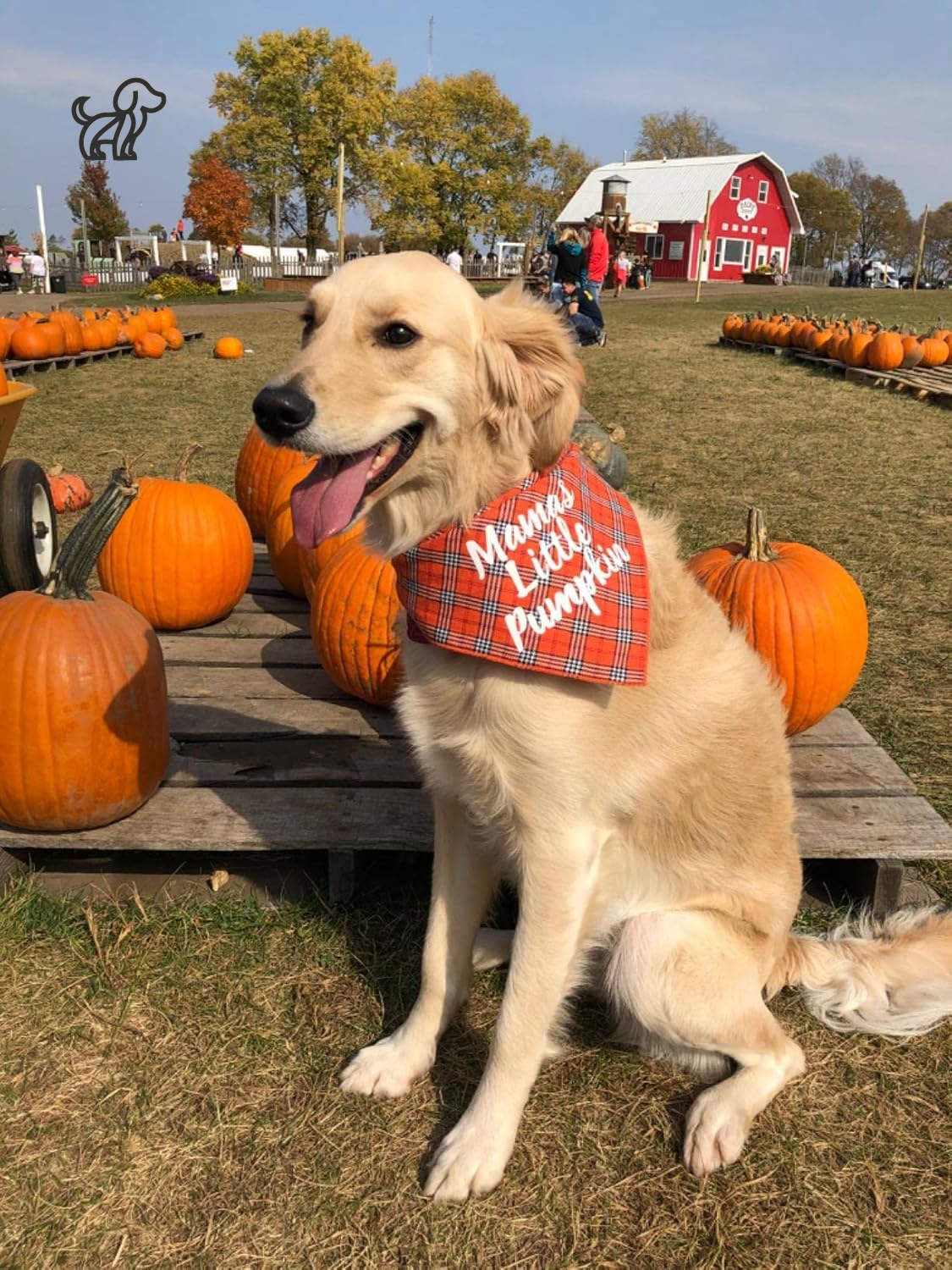 Dog Thanksgiving Bandana