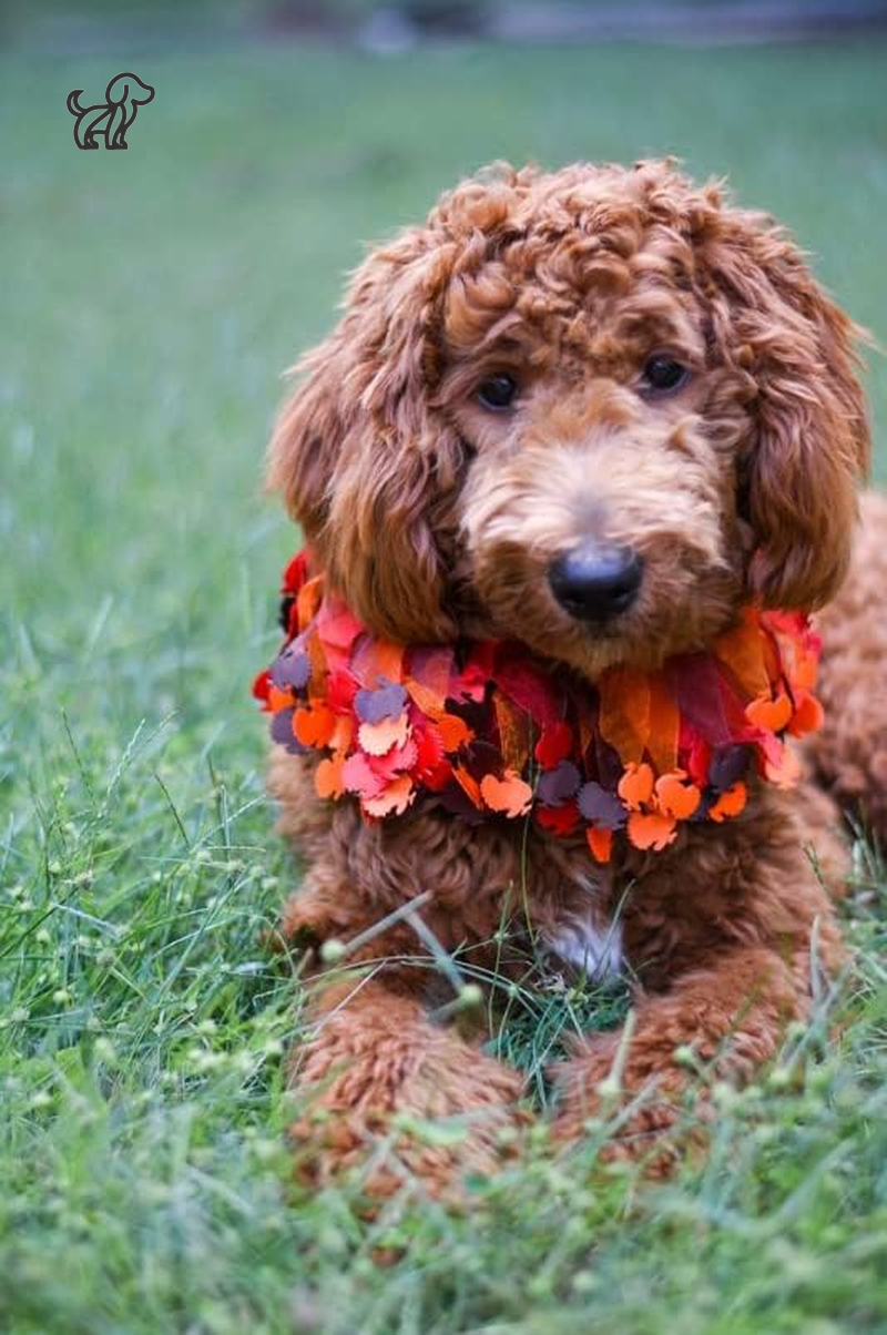 Thanksgiving Turkey Decorative Dog Collar